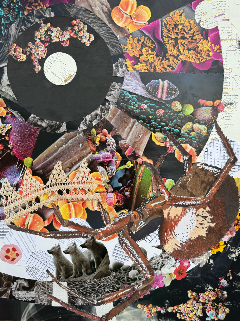 drawing of false widow spider over collage of images of bacteria with lace and embroidery