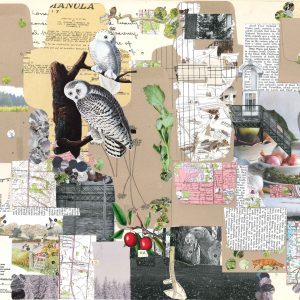 Love Letters, 2016, Mixed media collage, 14 inches x 19 inches collage of small brown envelopes, botanical images, and maps. There are two snowy owls on the left third of the artwork