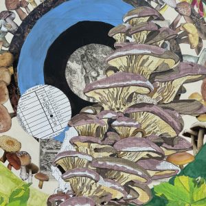 Oyster Bracket, 2024, Mixed media drawing and collage, 12.25 inches x 16.75 inches illustration of oyster bracket mushroom collaged with a blue semicircle in the background surrounded by mushrooms cut from field journals. Green maple leaves are drawn in the corners.