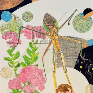Praying Mantis, 2023, Mixed media drawing and collage, 18 inches x 24 inches drawing of large brown and green praying mantis holding a circle of a flower illustration towards the bottom of the page. There is a large drawing of sedum to the left and collages maps in the back ground