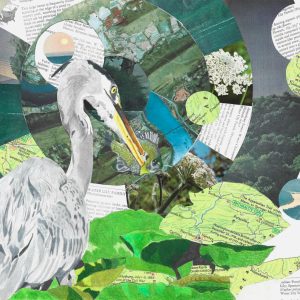 Susquehanna 2, 2024, Mixed media drawing and collage, 11 inches x 14 inches drawing of a heron looking away from the camera with a fish speared on its beak and collaged foliage and maps of rivers in the background